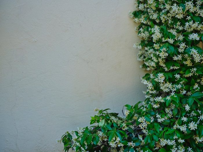 Guide pratique pour cultiver et faire grimper un jasmin étoilé